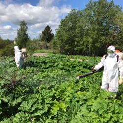 Удаление борщевика