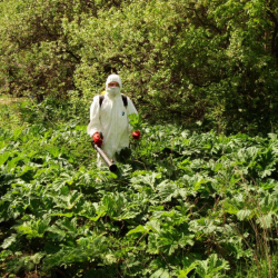 Удаление борщевика на участке