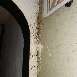 Обработка от тараканов Маяковская метро Москвы