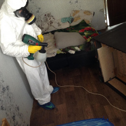 Дезинфекция блох