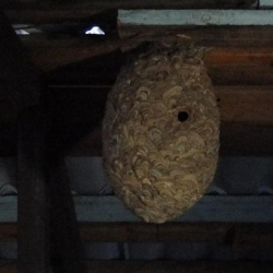 Обработка от шершней