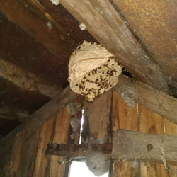 Уничтожение шершней