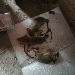 Уничтожение мышей