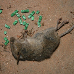 Обработка от мышей