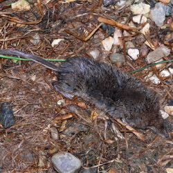 Уничтожение кротов на дачном участке