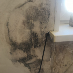 Удаление плесени в квартире